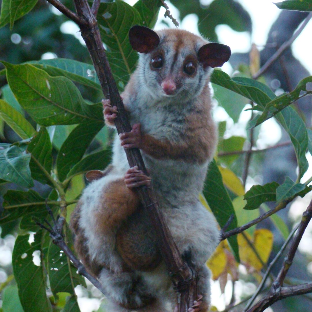Meio Biótico consevação de fauna usina hidrelétrica serra do facão davinópolis catalão go área frontal