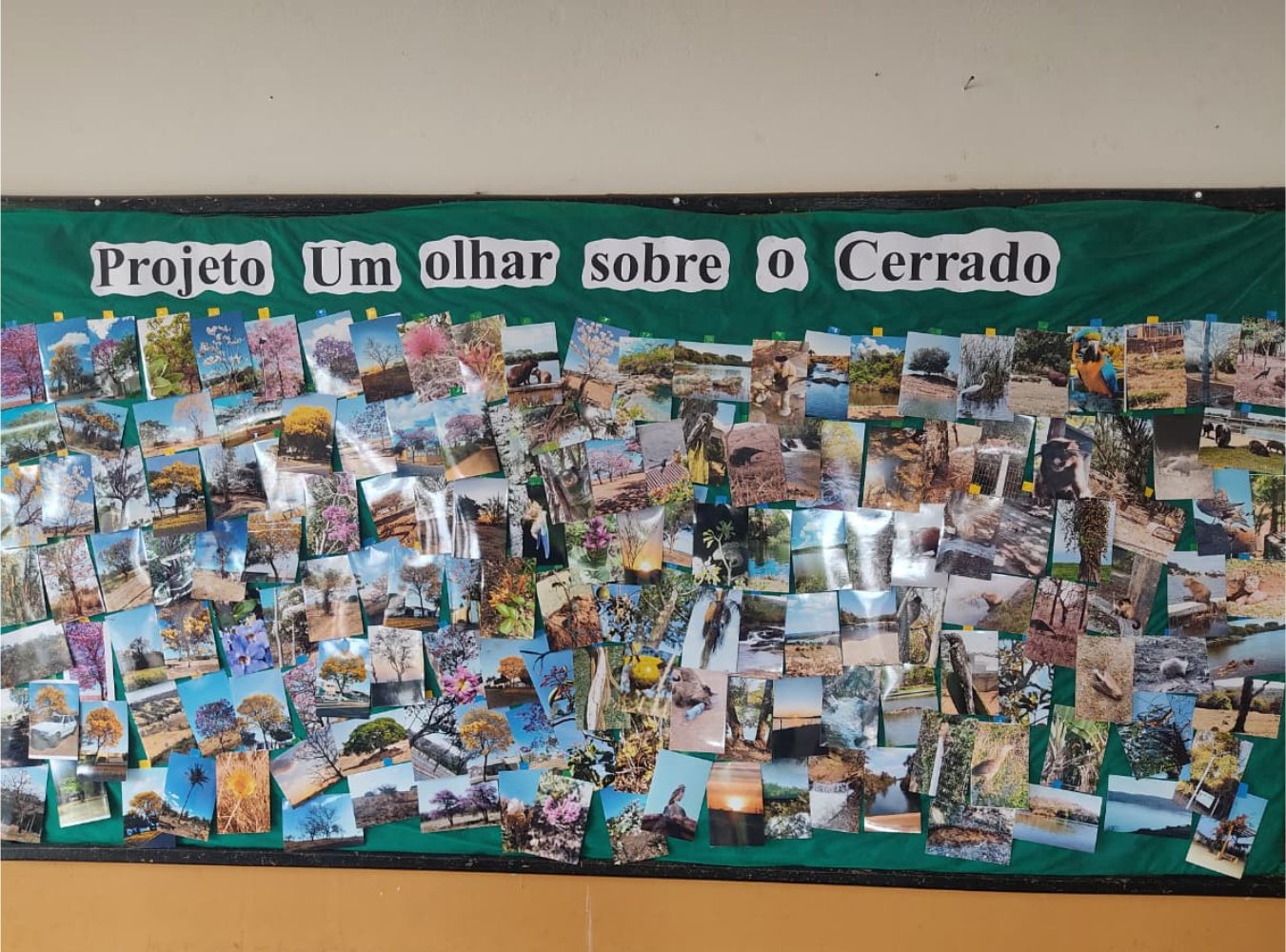 Um Olhar Transforma: Escola Frei João Francisco lidera iniciativa ambiental olhas sobre o cerrado